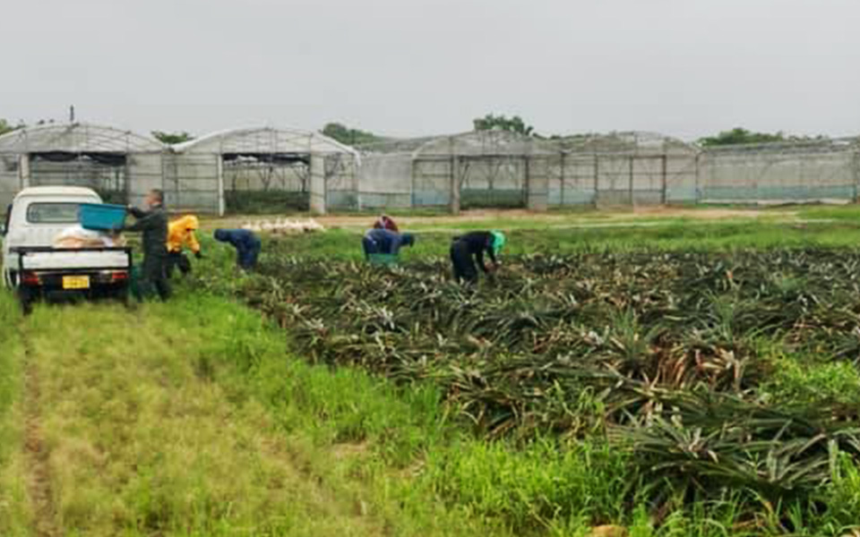 沖縄県産のパイナップル葉収穫開始