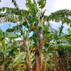 パイナップルの葉とバナナの茎から繊維の抽出を沖縄県内で開始